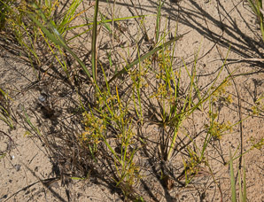Cyperus polystachyos (many-spiked flatsedge)