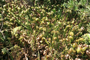 Darlingtonia californica (California pitcher plant, cobra lily)
