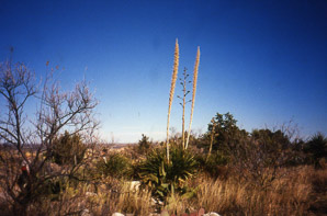 Dasylirion texanum (Texas sotol, green sotol, sotol)