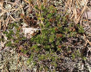 Empetrum nigrum (black crowberry)