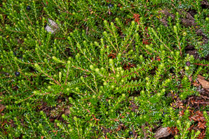 Empetrum nigrum (black crowberry)