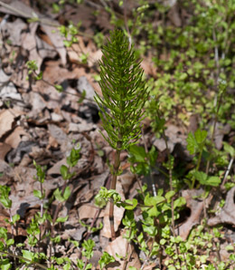 Equisetum arvense (field horsetail)