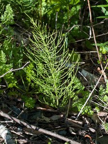 Equisetum palustre (marsh horsetail)
