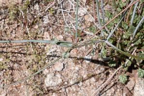 Eriogonum inflatum (desert trumpet, Indian pipeweed, bottle stopper)