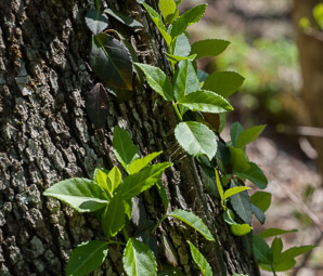 Euonymus fortunei (common wintercreeper, climbing euonymous, Fortune’s spindle, wintercreeper, climbing euonymus, winter creeper)