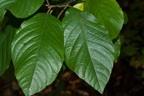 Frangula alnus (European buckthorn, alder buckthorn, glossy buckthorn)