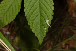 Galeopsis tetrahit (common hemp-nettle)