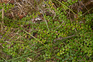 Gaultheria hispidula (creeping snowberry, moxie-plum)