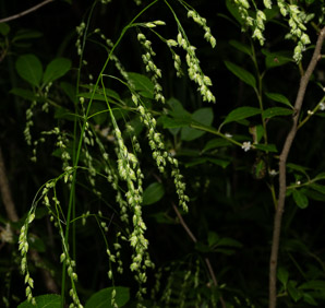 Glyceria canadensis (rattlesnake manna grass, rattlesnake mannagrass)