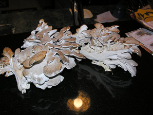 Grifola frondosa (hen of the woods)