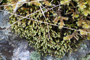 Hedwigia ciliata (white-tipped moss)