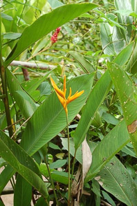 Heliconia caribaea (Caribbean heliconia, wild plantain)