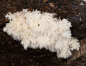 Hericium coralloides (comb tooth)