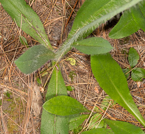 Hieracium aurantiacum (orange hawkweed, devil’s paintbrush, fox-and-cubs, tawny hawkweed, grim-the-collier)