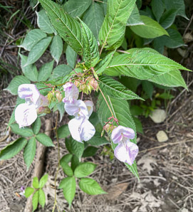 Impatiens glandulifera (Himalayan balsam, kiss-me-on-the-mountain, ornamental jewelweed)