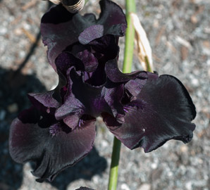 Iris × (bearded iris)