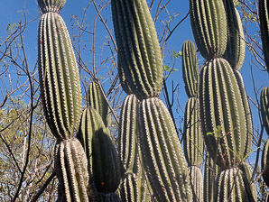 Jasminocereus thouarsii (candelabra cactus)