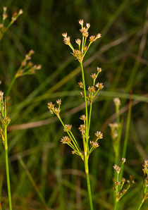 Juncus acuminatus