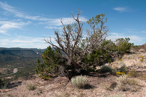 Juniperus osteosperma (Utah juniper)