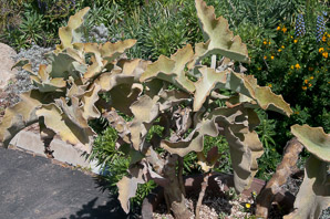 Kalanchoe beharensis (felt plant, felt bush, velvet leaf, velvet leaf kalanchoe, elephant’s ear kalanchoe)