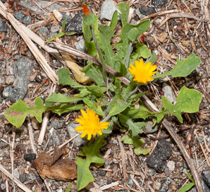 Krigia virginica (dwarf dandelion, Virginia dwarfdandelion)