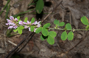 Lespedeza stuevei (velvety bush-clover, tall bush-clover)