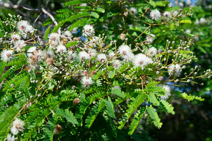 Leucaena leucocephala (white leadtree, jumbie bean)
