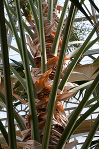 Livistona chinensis (Chinese fan palm)