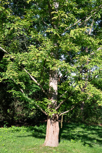 Metasequoia glyptostroboides (dawn redwood)
