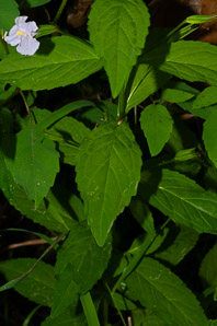 Mimulus ringens (square-stemmed monkeyflower)