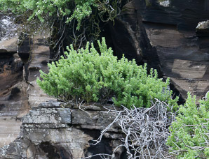 Nolana galapagensis (Galápagos clubleaf)