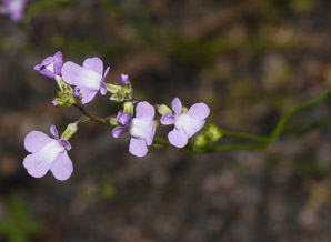 Nuttallanthus canadensis (blue toadflax, Canada toadflax)