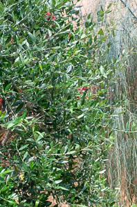 Olea europaea (common olive tree)