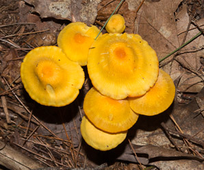 Omphalotus illudens (jack o’lantern mushroom)