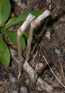 Orobanche uniflora (naked broomrape, one-flowered cancer-root, cancer-root)