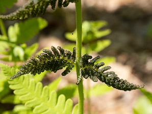Osmunda claytoniana (interrupted fern)