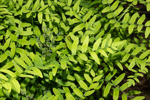 Osmunda regalis (royal fern)