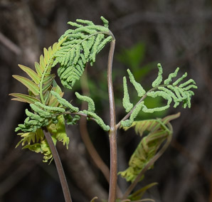 Osmunda regalis (royal fern)
