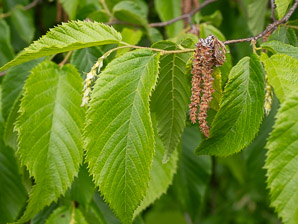 Ostrya virginiana (Eastern hophornbeam, ironwood, hophornbeam, hop-hornbeam)