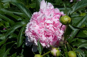 Paeonia lactiflora (peony, Chinese peony)