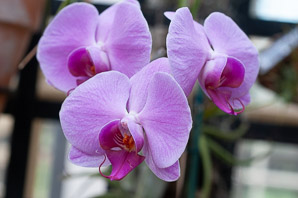 Phalaenopsis ‘Talsuco