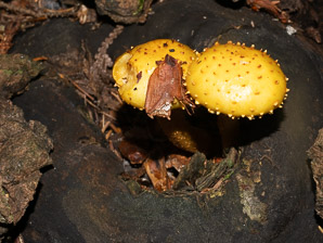 Pholiota adiposa (golden skycap)