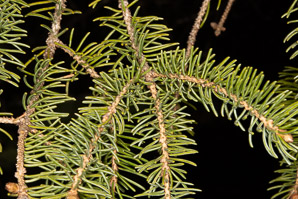 Picea mariana (black spruce)