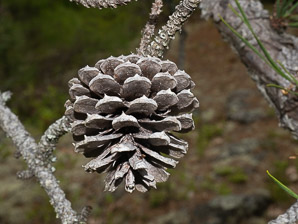 Pinus rigida (pitch pine)