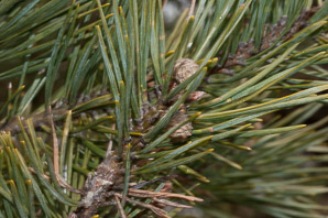 Pinus sylvestris (scots pine, scotch pine)