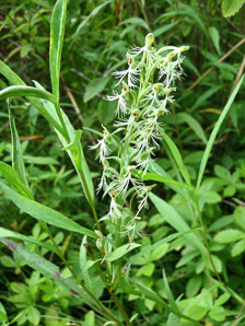 Platanthera lacera (green fringed orchid, ragged orchid)