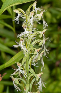 Platanthera lacera (green fringed orchid, ragged orchid)