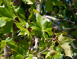 Platanus occidentalis (American sycamore, sycamore)
