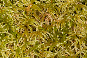 Pleurozium schreberi (Schreber's moss, red stemmed feather moss, feather moss, Schreber’s big red stem moss, Schreber’s moss)