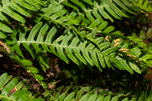Polypodium virginianum (common polypody, rock polypody, rock cap fern)